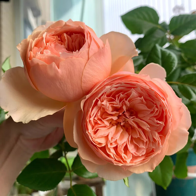 墨一灌木月季花苗特大花盆栽蔷薇四季开花 真宙 40cm 源头直发