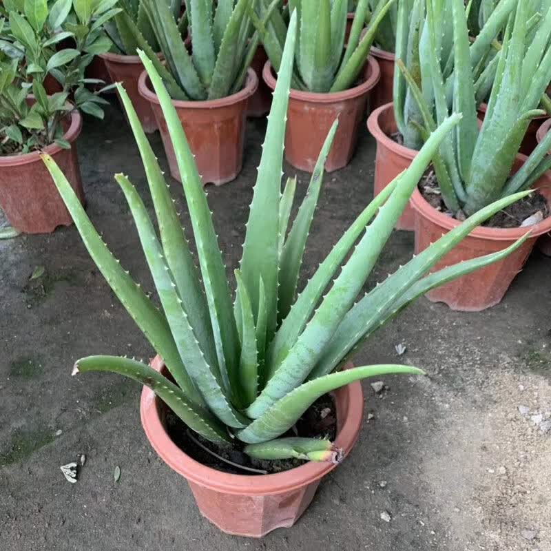 大苗补水盆栽绿植室内植物芦荟库拉索花卉芦荟灌肤 库拉索3年苗 约