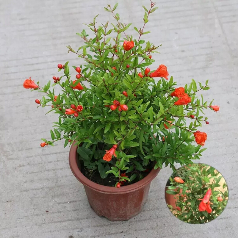 牡丹花石榴 日本翠叶月季石榴花苗 大红袍石榴树3厘米 不含盆