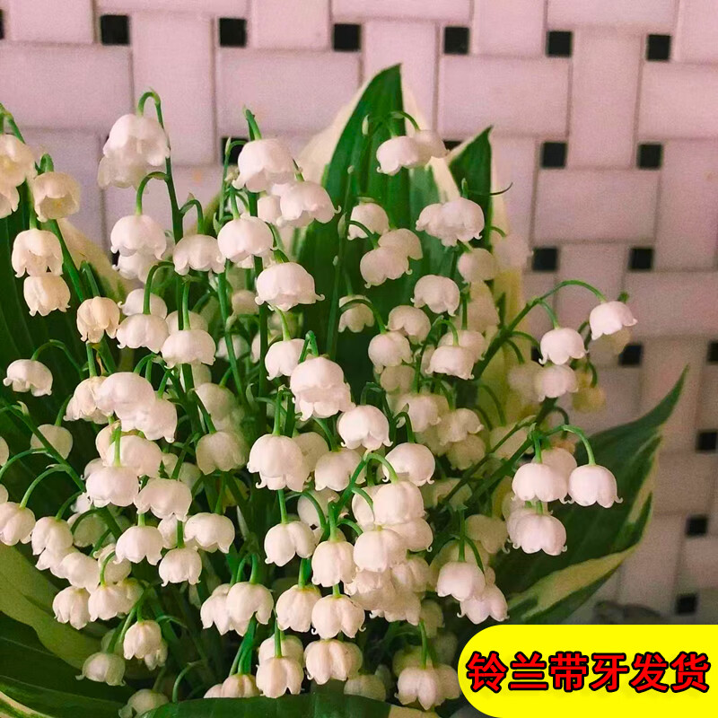 花苗浓香耐寒花卉盆栽玲兰种球子四季开花室内外 白色铃兰3颗 肥料 不
