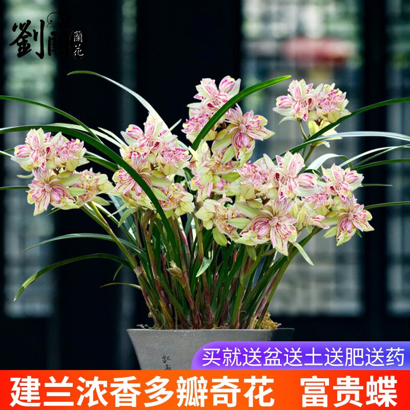 劉閣蘭花兰花苗世界上超香四季兰帝王妃 金边矮种夏带浓香花苞花卉盆栽 富贵蝶3苗连体，配盆土肥