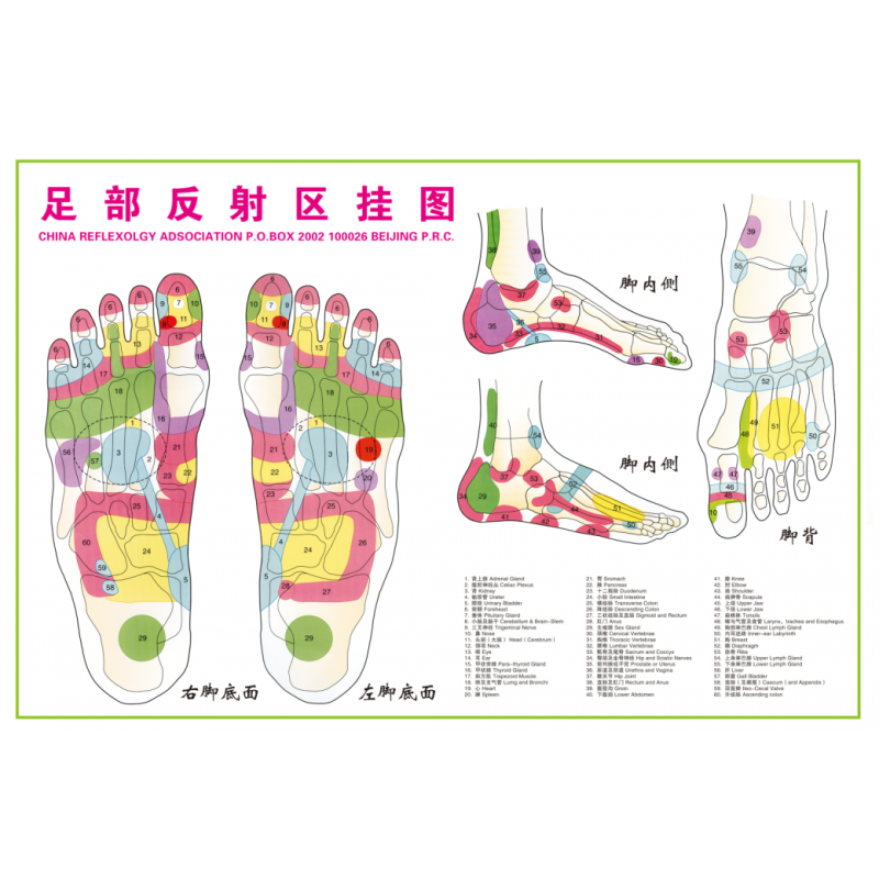 2021新款人体穴位图大挂图人体足部反射区挂图足底按摩穴位图片足疗
