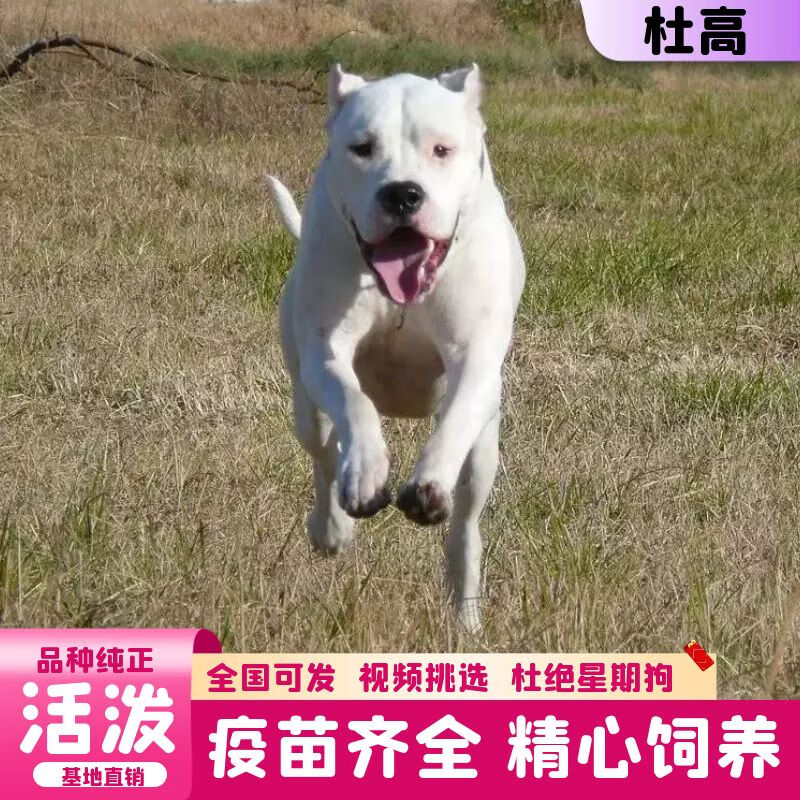 纯种狩猎犬大型护卫犬杜高犬活体 杜高幼犬 幼崽狗狗活体 宠物级 公