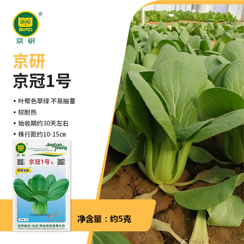 种子绿油菜上海青苏州青梗菜鸡毛菜奶白菜四季阳台蔬菜籽孑 京冠1号 5