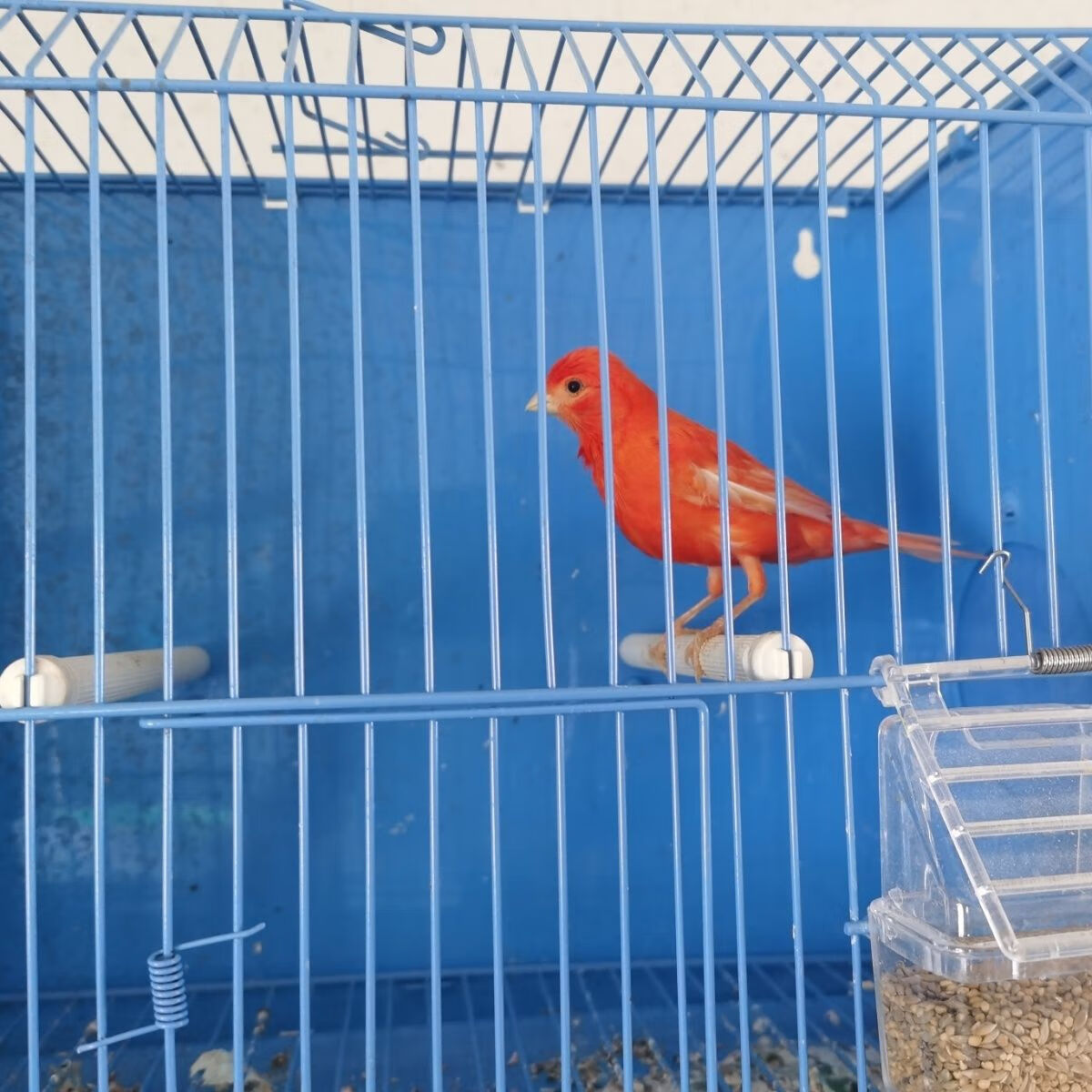 ajaj精品玉鸟辣椒红玉鸟,芙蓉,金丝包健康,无残疾,包活包损 一只辣椒