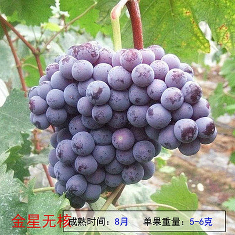 怎么看苗木的历史价格|苗木价格比较