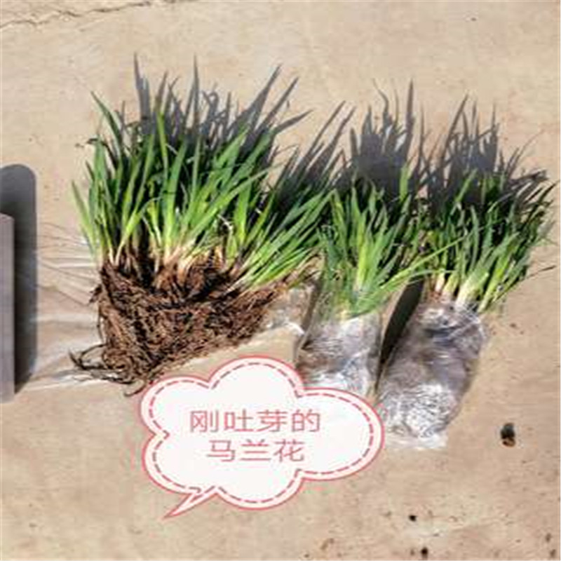 花友 马莲花   马兰花苗马莲花苗盆栽马莲花苗庭院