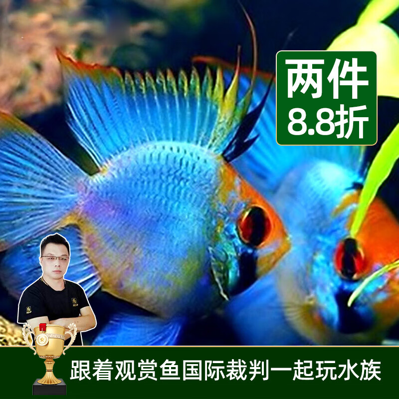 云峰海瑞 小型热带鱼观赏鱼活体红绿灯鱼淡水水族鱼宠物虎(四间鱼)皮鱼 宝蓝凤凰鱼2条怎么看?