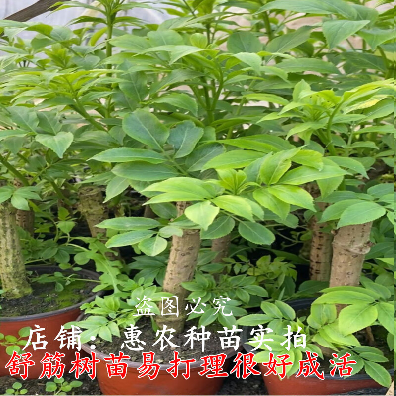 姒桀舒筋树苗苗舒筋活血接骨木续骨风庭院绿化盆栽地栽大苗 特大苗