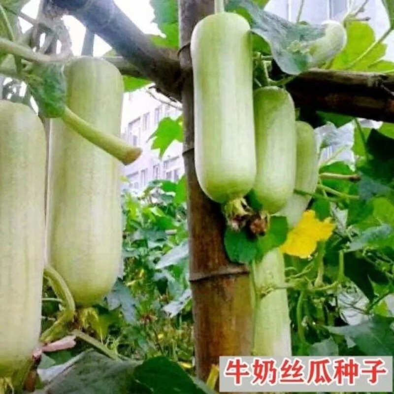 禾之润牛奶白丝瓜种子白色短棒肉丝瓜籽春季夏四季早熟高产大田盆栽