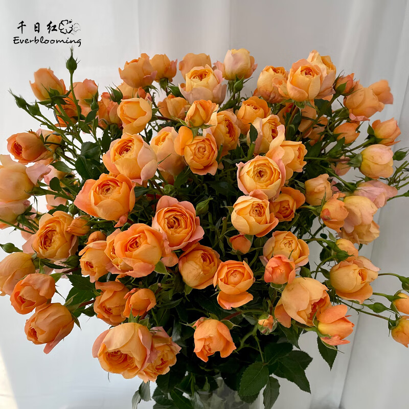 千日红 果汁阳台多头泡泡玫瑰鲜切花求婚家居插花 鲜花同城速递 果汁