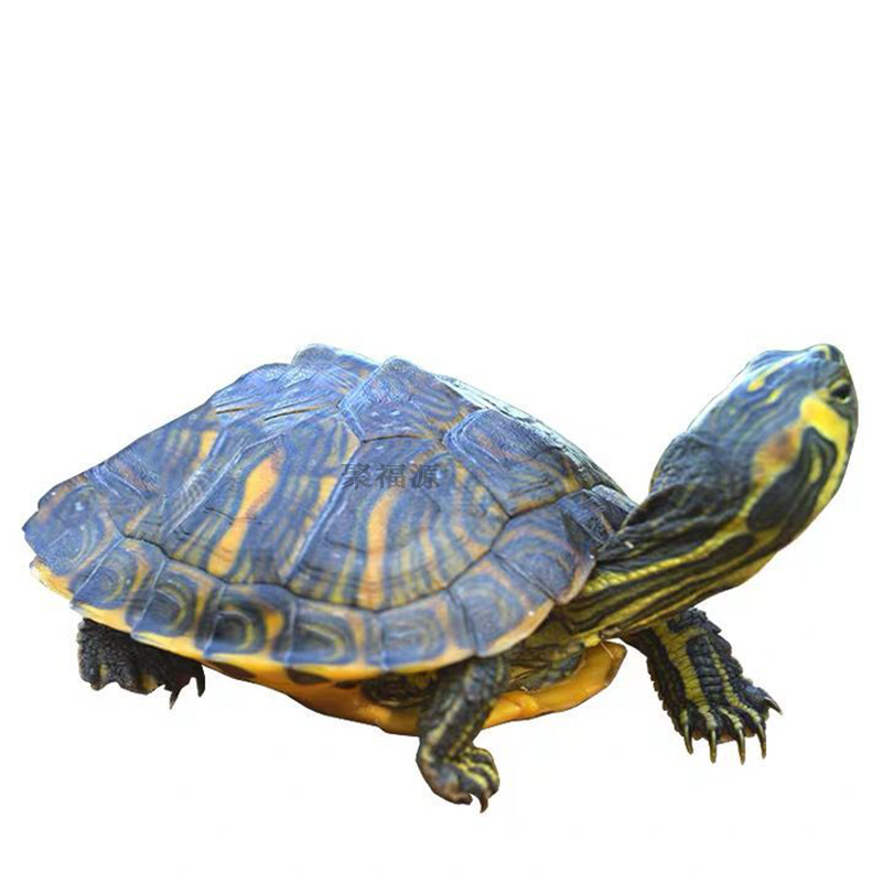 如何把价格走势变成你的利润源？|查异宠活体历史价格的网站