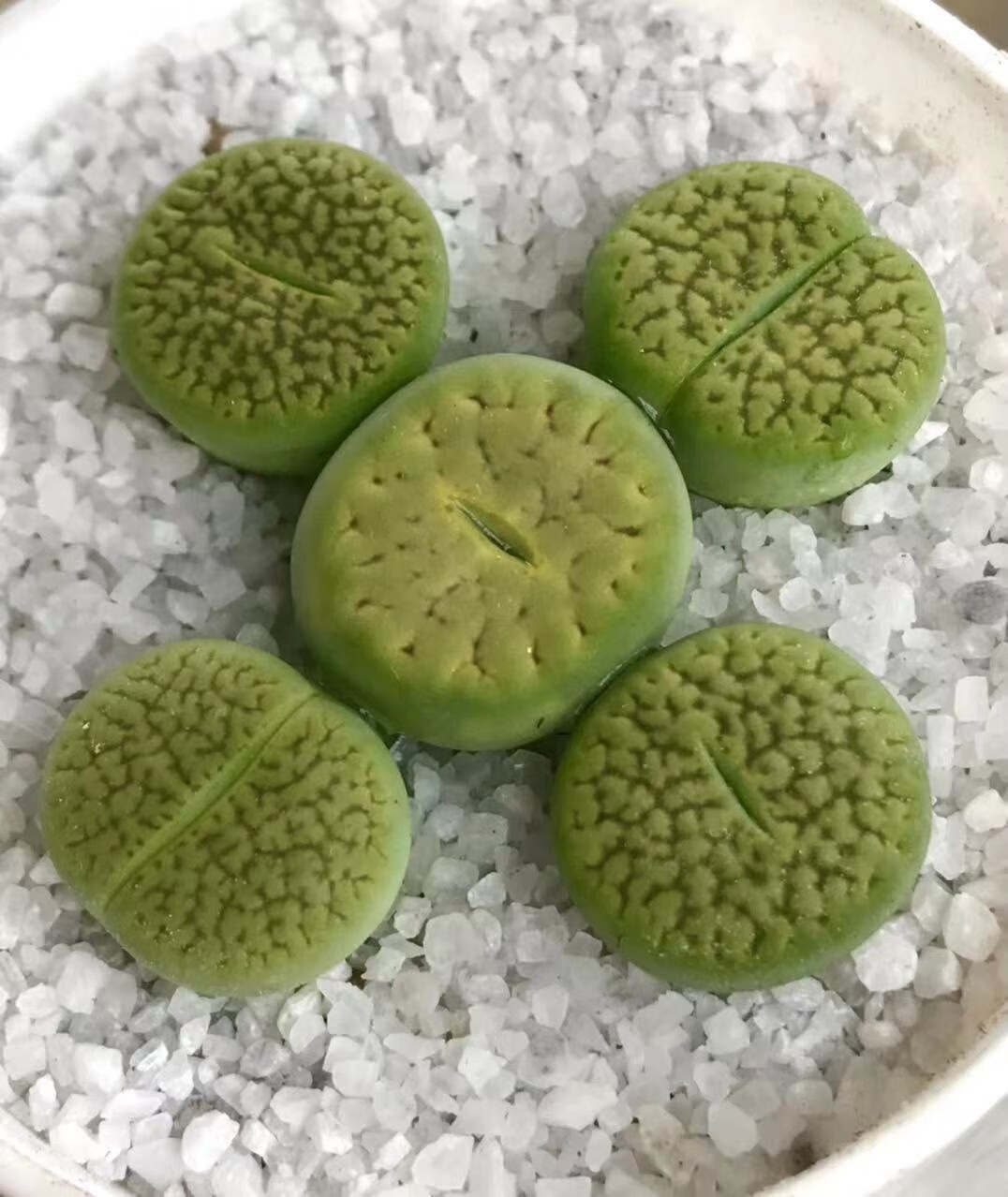 生石花绿富贵屁股花 番杏多肉植物绿植盆栽寻仙园阳台窗台趣味 1.