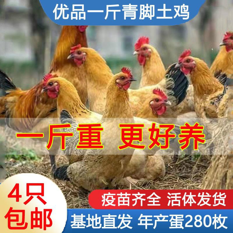 青脚土鸡1一斤小鸡活苗红瑶黑瑶窑鸡麻鸡红公鸡脱温鸡半大鸡 1斤/只红