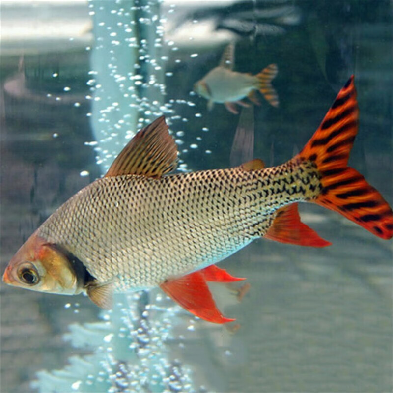 jypet飞凤鱼活体吃垃圾鱼大型热带观赏鱼直纹飞凤花纹飞凤鱼活体水族