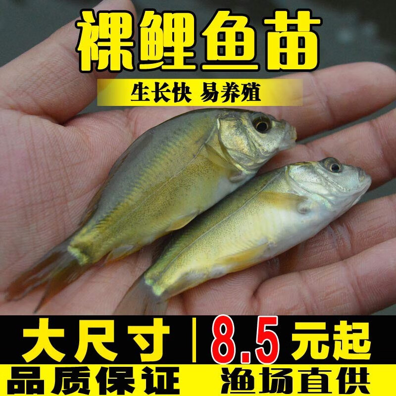 聪腾裸鲤鱼幼苗淡水养殖食用无甲鲤鱼德国镜鲤裸斑三道鳞无鳞鲤鱼 2条