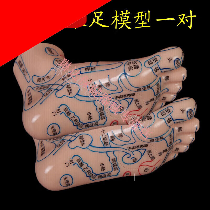 子彧ziyu 刻字足疗足部脚部足底经络穴位反射区图按摩推拿模型脚底