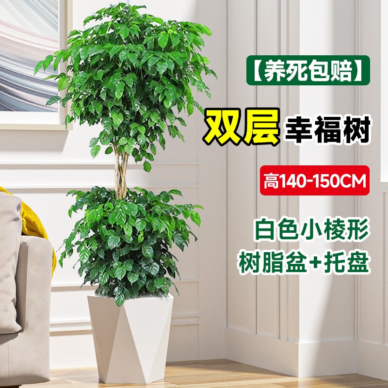 临雅幸福树客厅盆栽大型绿植办公室内好养植物大老桩平安树四季吸甲醛 双层幸福树1.4-1.5m-棱形盆+托盘属于什么档次？