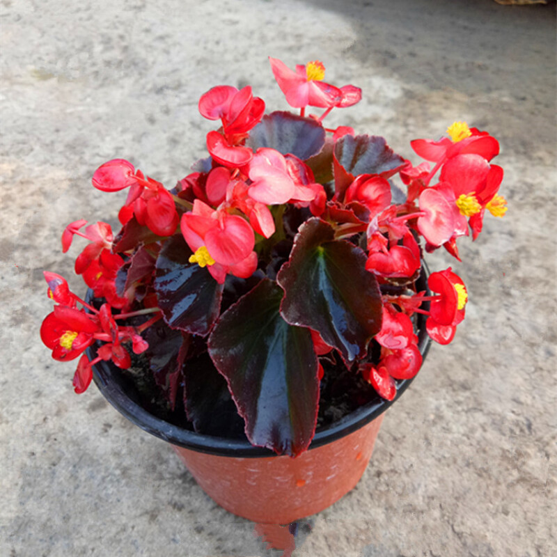 卉双四季海棠盆栽植物四季秋海棠玻璃翠海棠花苗t7 玻璃海棠红花紫叶