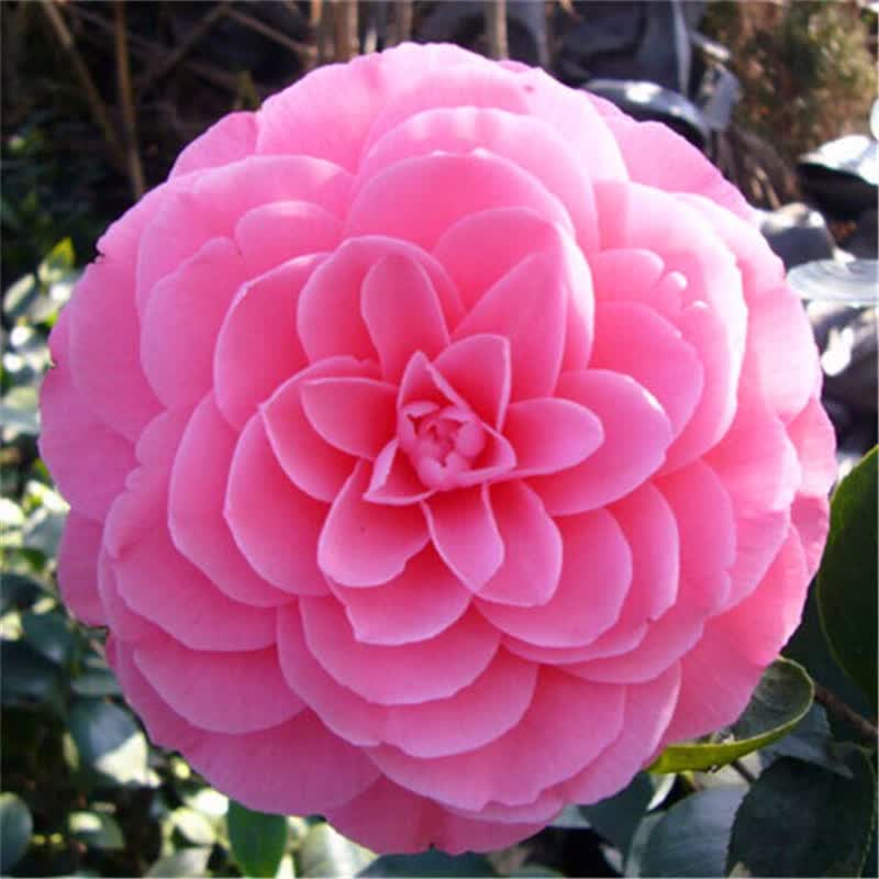 茶花苗茶花盆栽茶花精品茶花树苗客厅阳台绿植花卉当年开花 玉玲珑 1