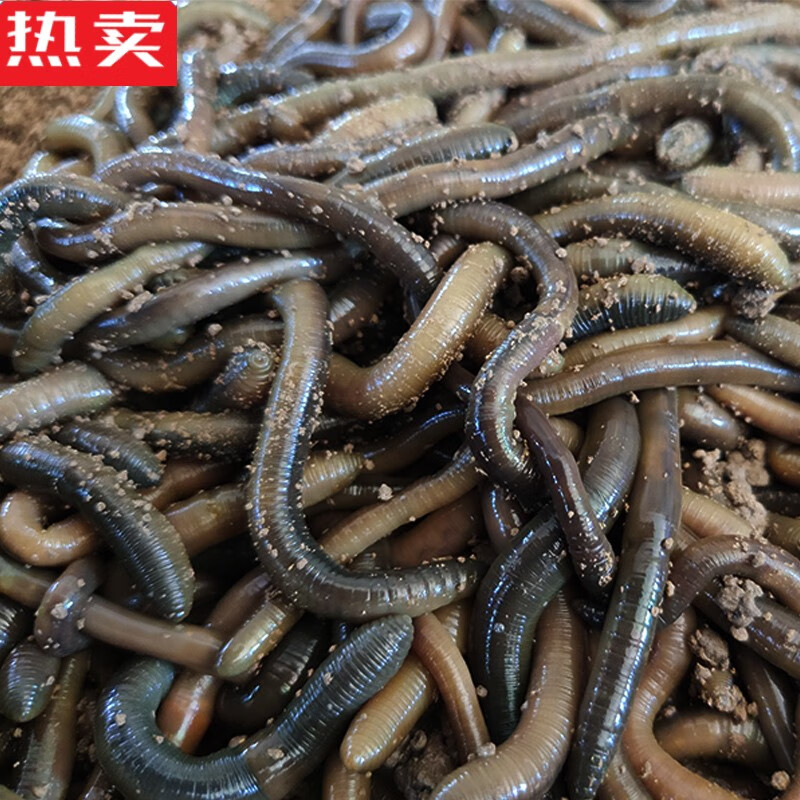 木兰旅青蚯蚓黑蚯蚓活饵钓黄鳝诱饵鲜活土蚯蚓活体鳝鱼鱼饵宠物饵料