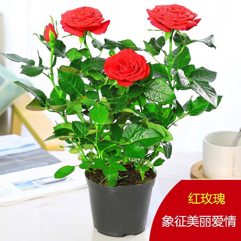微月 阳台微型月季花苗 切花月季 花卉盆栽玫瑰花苗 欧洲月季苗 红色
