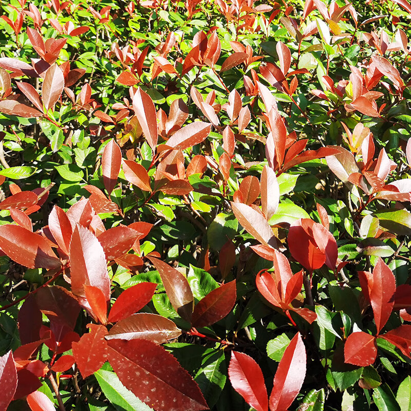花e流红叶石楠苗红花继木金森女贞树苗庭院篱笆木苗海桐绿化工程植物