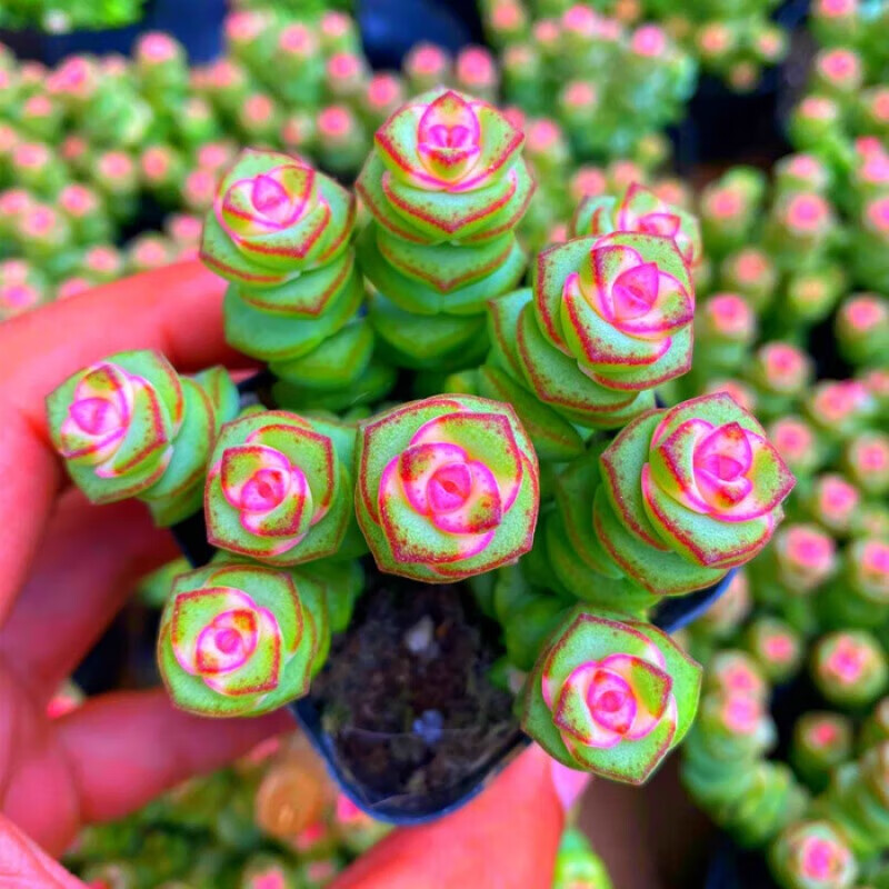 御春阁彩色多肉植物锦多肉植物开花花卉绿植大颗好养精品钱串子肉肉