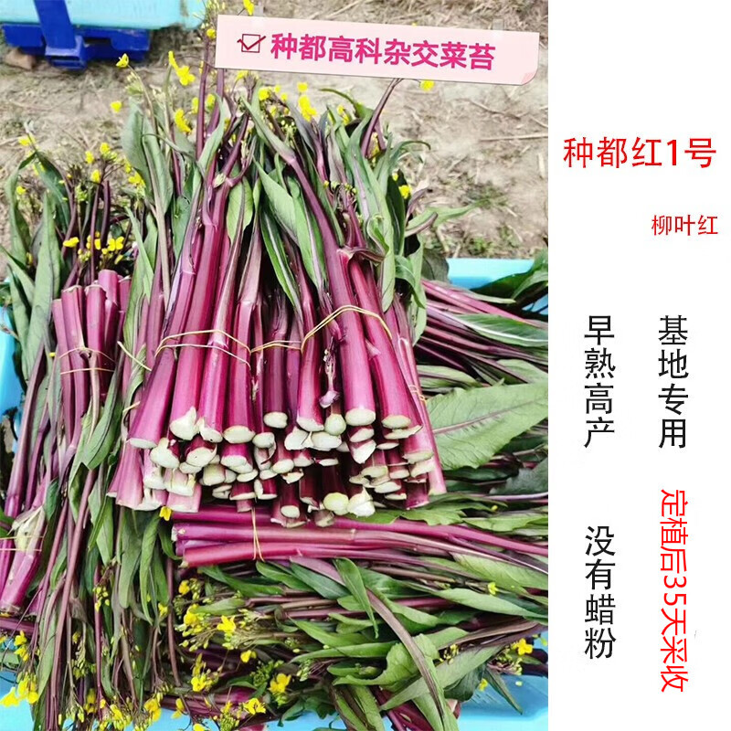 苏瑞 种都红1号红菜苔种子紫菜苔种籽盆栽四季播种蔬菜种孑高产红菜心