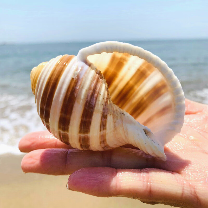 溥畔 琴螺天然贝壳大海螺鱼缸水族箱装饰品卷贝鱼繁殖壳多肉花盆摆件