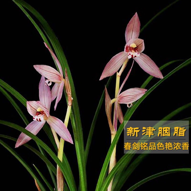 艾莹兰花苗 春剑新津胭脂珍品 冬带花苞出售高档兰花盆栽绿植花卉 2苗