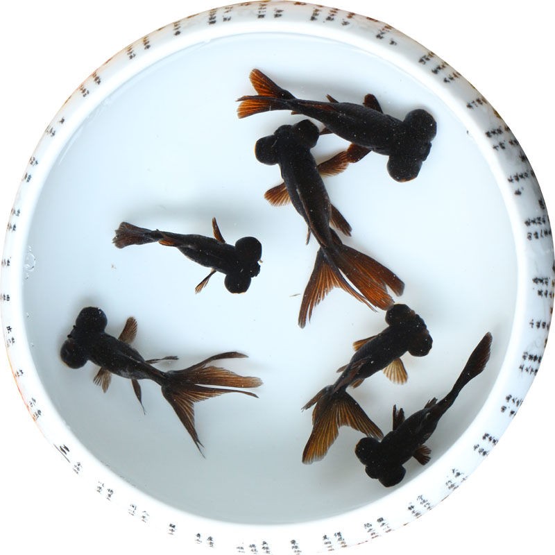 麦叮卡 观赏鱼 金鱼活体 鱼活体 冷水鱼 淡水鱼 兰寿小金鱼 黑龙睛7
