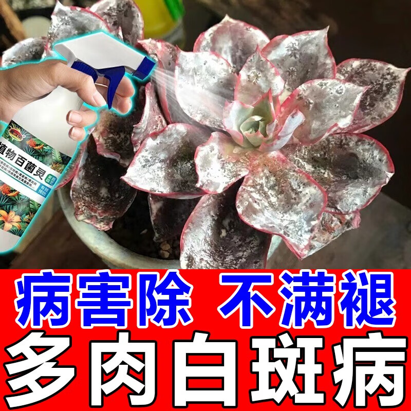 多肉白粉病专用剂杀菌防虫救白粉斑烂根化水黑腐植物通用多菌灵 一瓶体验装