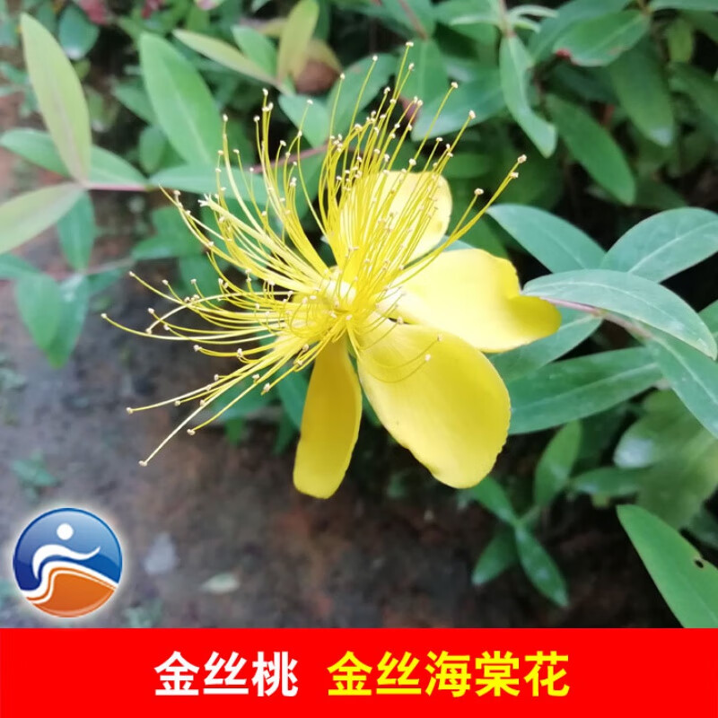 文静花坊  金丝桃小苗 金丝海棠花苗金线蝴蝶 常青行道绿化灌木篱笆