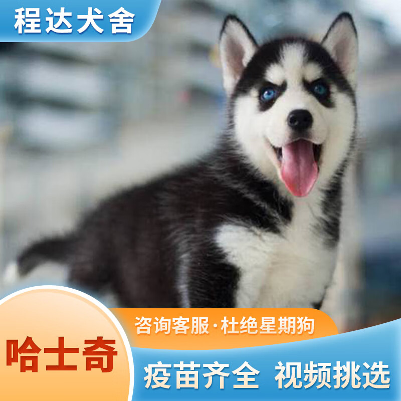 哈士奇 相关京东优惠商品价格降序排行榜 价格图片品牌优惠券 虎窝购 哈士奇 相关京东优惠商品价格降序排行榜 价格图片品牌优惠券 虎窝购