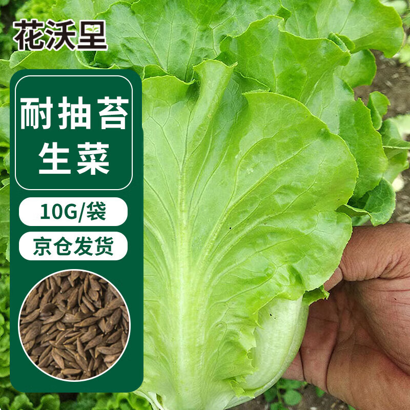 花沃里意大利耐抽苔生菜10g约5000粒 蔬菜种子四季全年生菜阳台庭院田间怎么看?