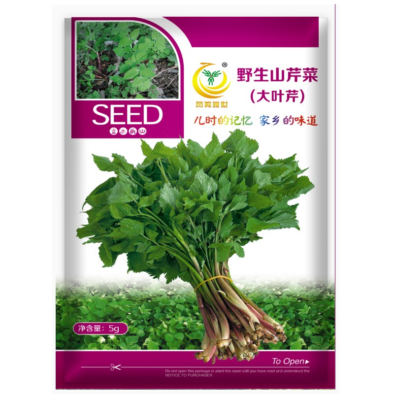野生山芹菜大叶芹种子5克约400粒