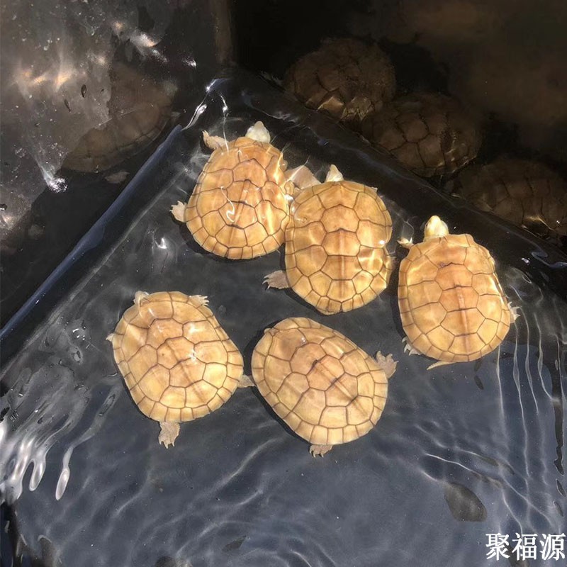 金头龟 黄金龟 三黄龟活体活物宠物观赏龟御聚源异宠 3-4厘(1只)
