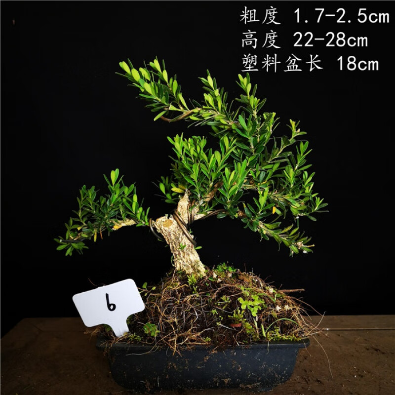 原生米叶黄杨雀舌黄杨皱皮雀舌黄杨小品盆景盆栽 6 含盆