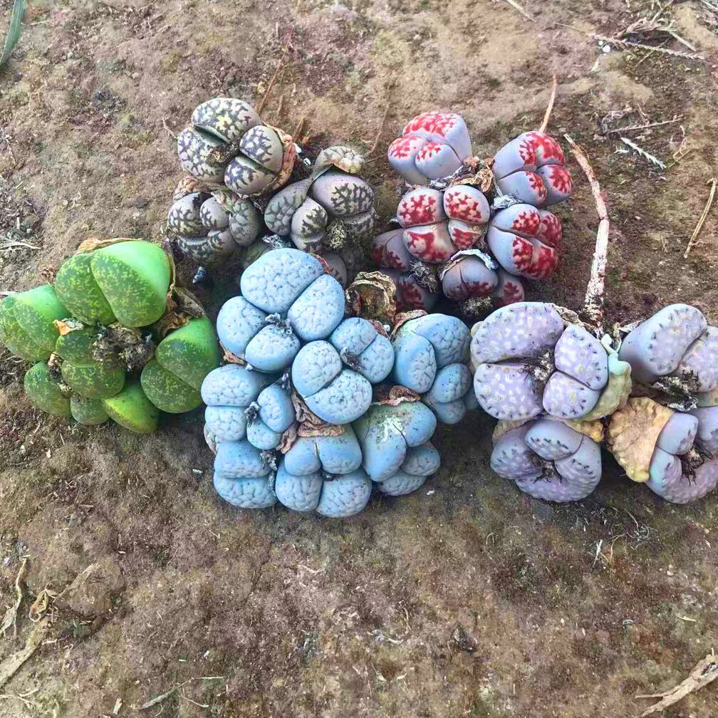 刘不丁群生生石花组合  多肉植物精品 老桩 南非混 不同品种 特价 2个