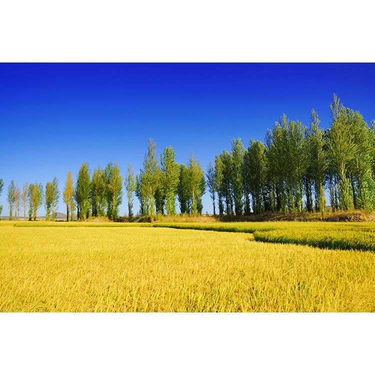 千奇梦稻田 金黄色稻谷 树林 草地 风景画蓝天白云装饰麦田客厅墙贴
