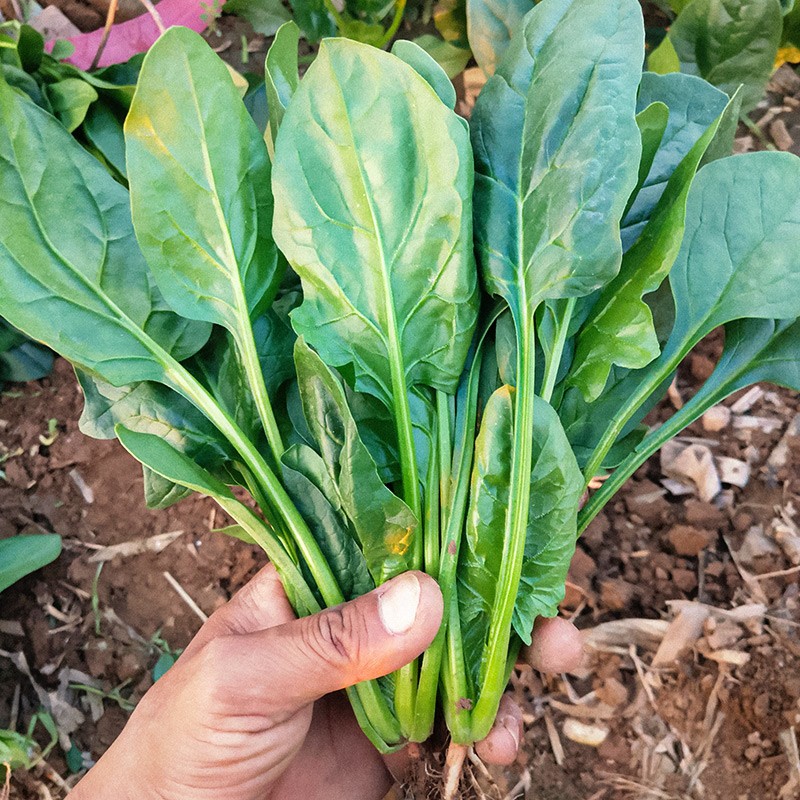 寿禾 大叶小叶菠菜种子大全波菜种蔬莱耐寒蔬菜四季播寿光春冬季菜籽