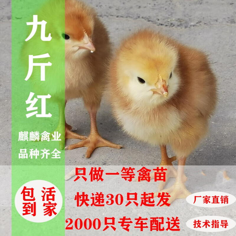 (30只装送10只)九斤红黄脚鸡大型九斤黄鸡活苗快大黄脚红玉鸡苗k9