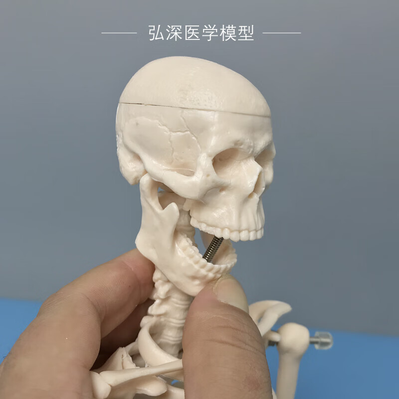 定制45cm高人体骨骼模型骨架骷髅骨头架子医学生小白教学模具四肢