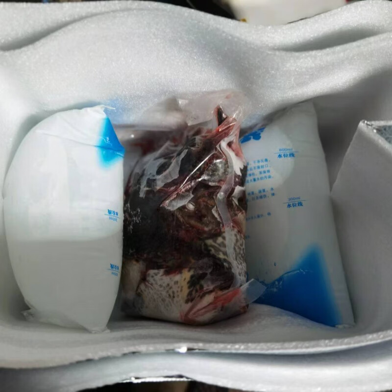 i庐山石鸡南昌老鸽下酒菜山泉水滋补美食刺胸蛙肉山鸡肉石蛙下饭菜 现