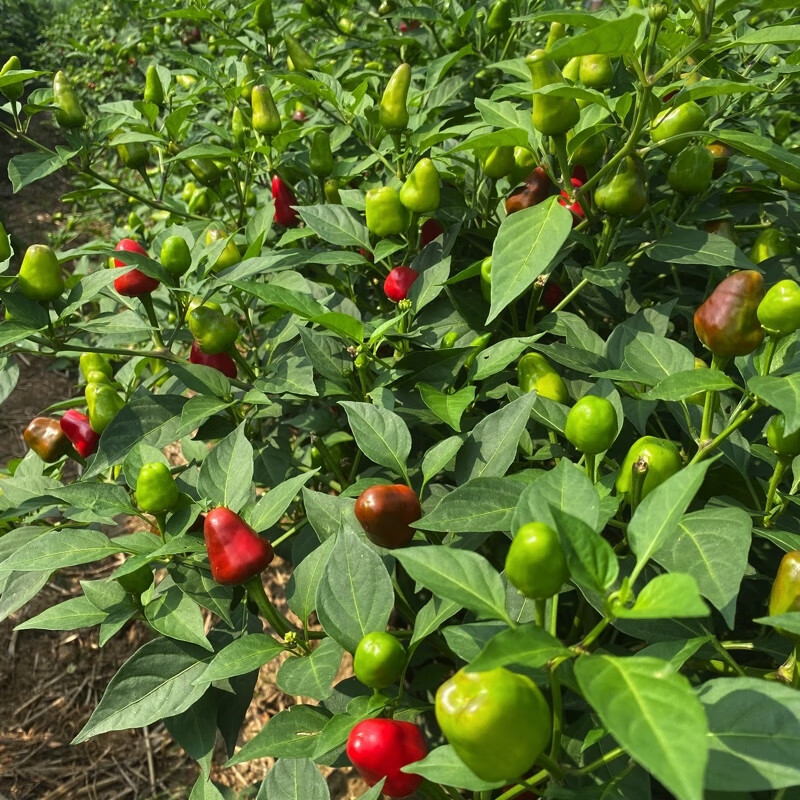 现摘新鲜灯笼椒 新鲜草莓椒 子弹头红辣椒 海椒泡椒剁辣椒 红色中辣 现摘人工精选5斤