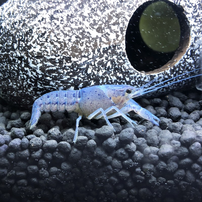 佛蓝鳌虾冷水观赏宠物虾佛兰熬虾佛罗里达蓝橙白敖螯蝦活体 蓝鳌虾(4