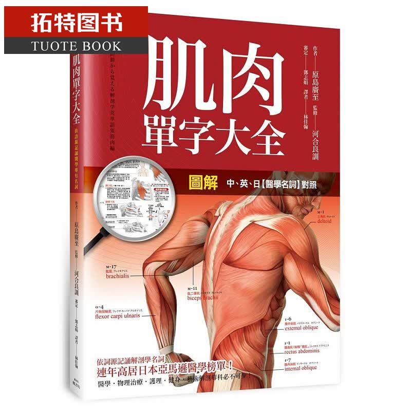 现货 台版 现货 图解：肌肉单字大全 枫书坊