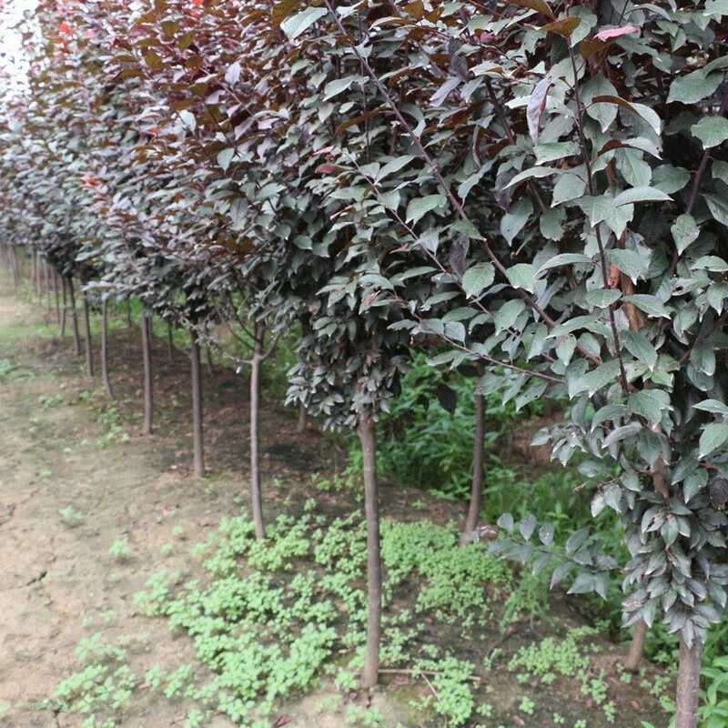 承业紫叶李苗红叶李树苗庭院道路园林造景苗绿化工程苗速生紫叶李树苗