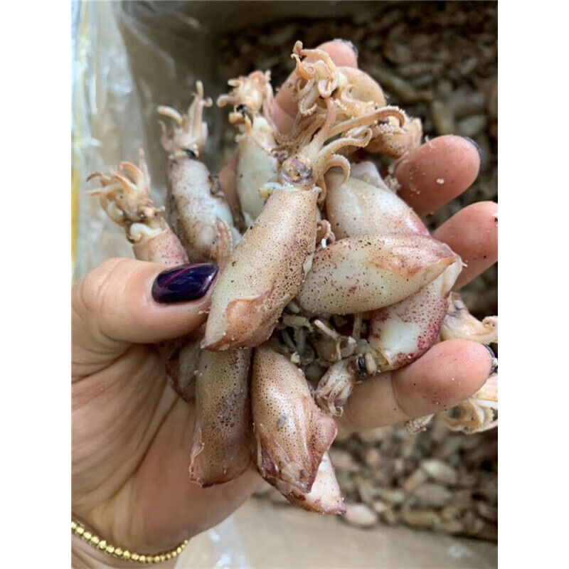 虎钢馋海兔干新鲜小墨鱼仔鱿鱼筒乌贼干笔管鱼海鲜干货500g